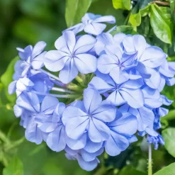 Willemse France - Plumbago - le pot / ø 9cm, vendu par lot de 4 Clearance