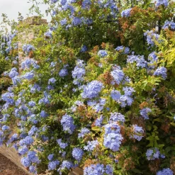Willemse France - Plumbago - le pot / ø 9cm, vendu par lot de 4 Clearance
