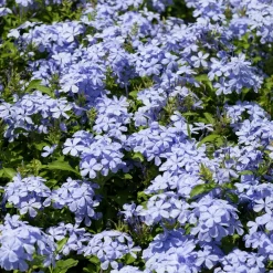 Willemse France - Plumbago - le pot / ø 9cm, vendu par lot de 4 Clearance