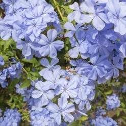 Willemse France Plantes Grimpantes | - Plumbago - le pot / ø 9cm, vendu par lot de 6
