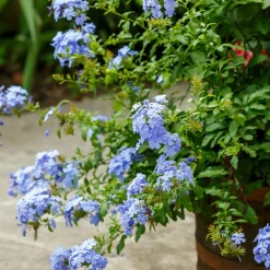 Willemse France - Plumbago - le pot / ø 9cm Hot