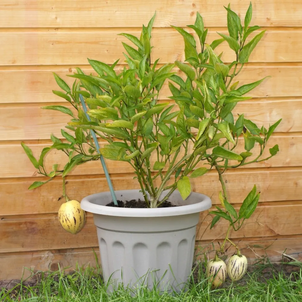 Willemse France - Poire-melon - le pot / ø 10.5cm / hauteur livrée 10-15cm Best