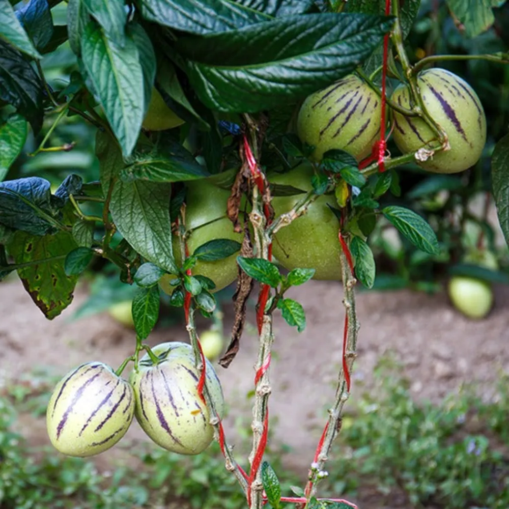 Willemse France - Poire-melon - le pot / ø 10.5cm / hauteur livrée 10-15cm Best