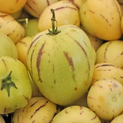 Willemse France - Poire-melon - le pot / ø 10.5cm / hauteur livrée 10-15cm Best