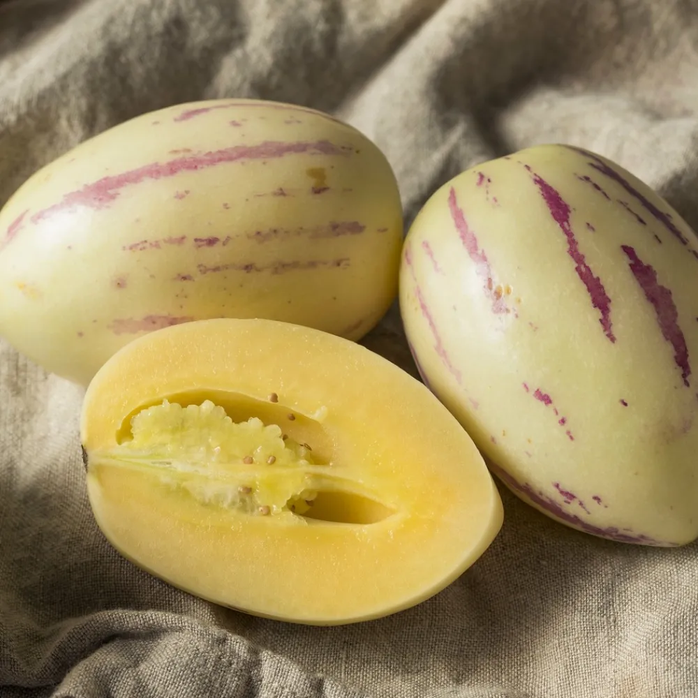Willemse France - Poire-melon - le pot / ø 10.5cm / hauteur livrée 10-15cm Best