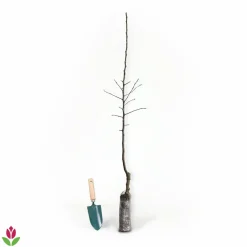 Willemse France - Pommier elstar - le pot / 1.5l / hauteur livrée 50-60cm Outlet