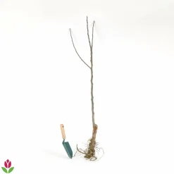 Willemse France - Pommier elstar - le pot / 1.5l / hauteur livrée 50-60cm Outlet
