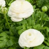 Willemse France - 10 renoncules blanches - le sachet de 10 bulbes / circonférence 6-7cm., vendu par lot de 2 Online