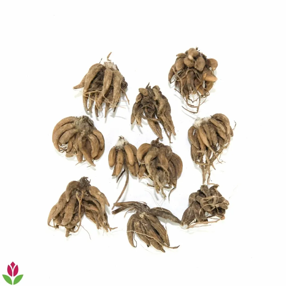 Willemse France - 10 renoncules blanches - le sachet de 10 bulbes / circonférence 6-7cm., vendu par lot de 2 Online