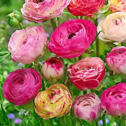 Willemse France Bulbes De Fleurs | - 15 renoncules à fleurs doubles peony blend en mélange - le sachet de 15 bulbes / circonférence 8cm+, vendu par lot de 6