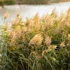 Willemse France Plantes De Bassin | - Roseau commun - le pot / ø 9cm