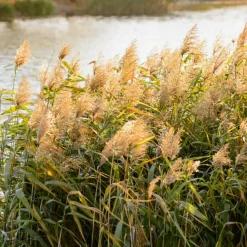 Willemse France Plantes De Bassin | - Roseau commun - le pot / ø 9cm
