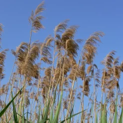 Willemse France Plantes De Bassin | - Roseau commun - le pot / ø 9cm