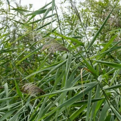 Willemse France Plantes De Bassin | - Roseau commun - le pot / ø 9cm