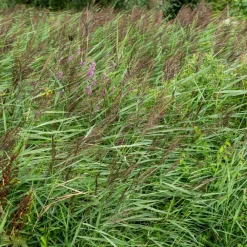 Willemse France Plantes De Bassin | - Roseau commun - le pot / ø 9cm