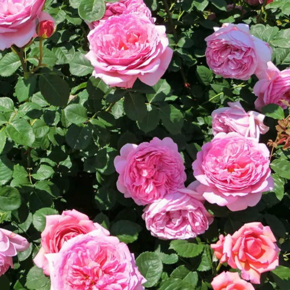 Willemse France - Rosier anglais her's ausgreen ® - la motte / 3+ branches, vendu par lot de 2 Outlet