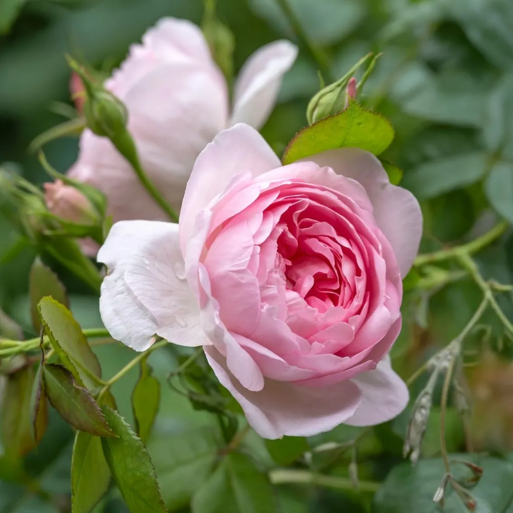 Willemse France - Rosier anglais her's ausgreen ® - la motte / 3+ branches, vendu par lot de 2 Outlet