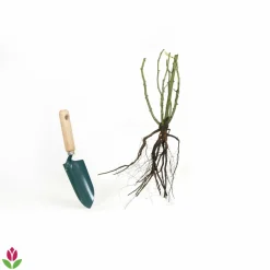 Willemse France - Rosier anglais her's ausgreen ® - la motte / 3+ branches, vendu par lot de 2 Outlet