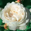 Willemse France - Rosier anglais ausgreen's winner ® - la pièce en racine nue / 3+ branches Online