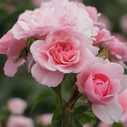 Willemse France - Rosier bonica 82® - la pièce en racine nue / 3+ branches Discount