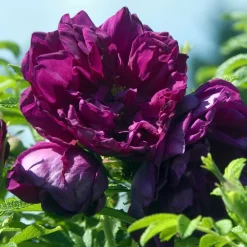 Willemse France - Rosier botanique hansa - la pièce en racine nue / 2 branches, vendu par lot de 2