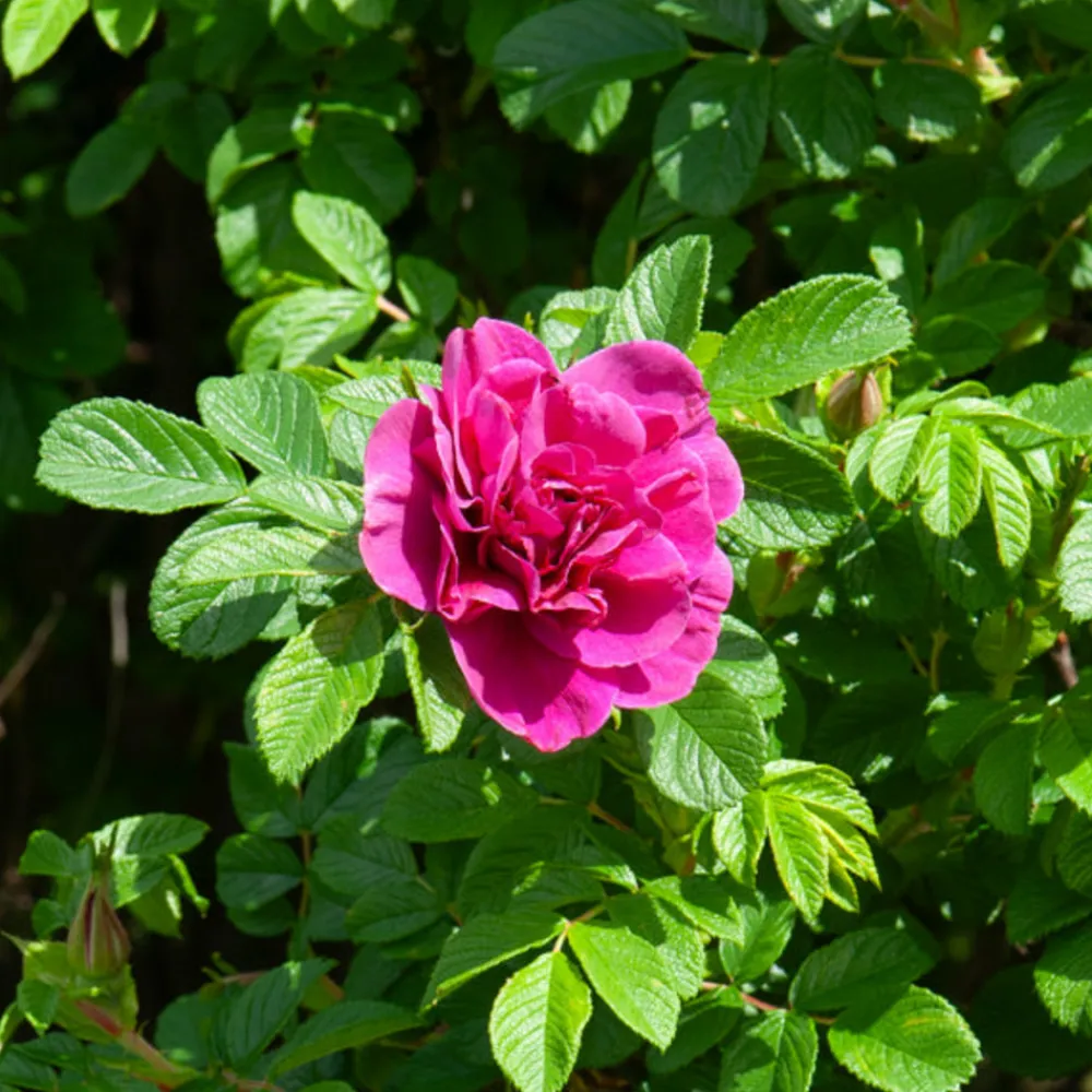 Willemse France - Rosier botanique hansa - la pièce en racine nue / 2 branches, vendu par lot de 2