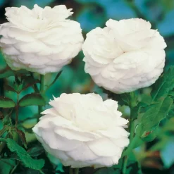 Willemse France - Rosier botanique boule de neige - la pièce en racine nue / 2 branches, vendu par lot de 2 Hot