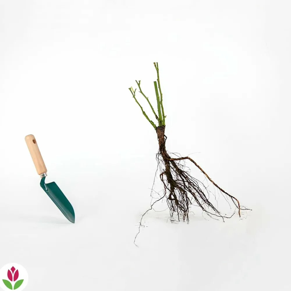 Willemse France - Rosier buisson famosa - la motte / 3+ branches, vendu par lot de 2 Hot