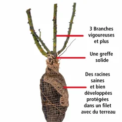 Willemse France - Rosier buisson whisky - la pièce en racine nue / 3+ branches, vendu par lot de 2 Best