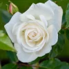 Willemse France - Rosier buisson blanc - la pièce en racine nue / 2+ branches, vendu par lot de 2 Sale