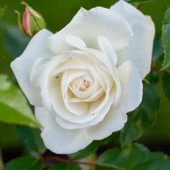 Willemse France - Rosier buisson blanc - la pièce en racine nue / 2+ branches, vendu par lot de 2 Sale
