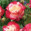 Willemse France - Rosier buisson double delight - la pièce en racine nue / 3+ branches, vendu par lot de 2 New