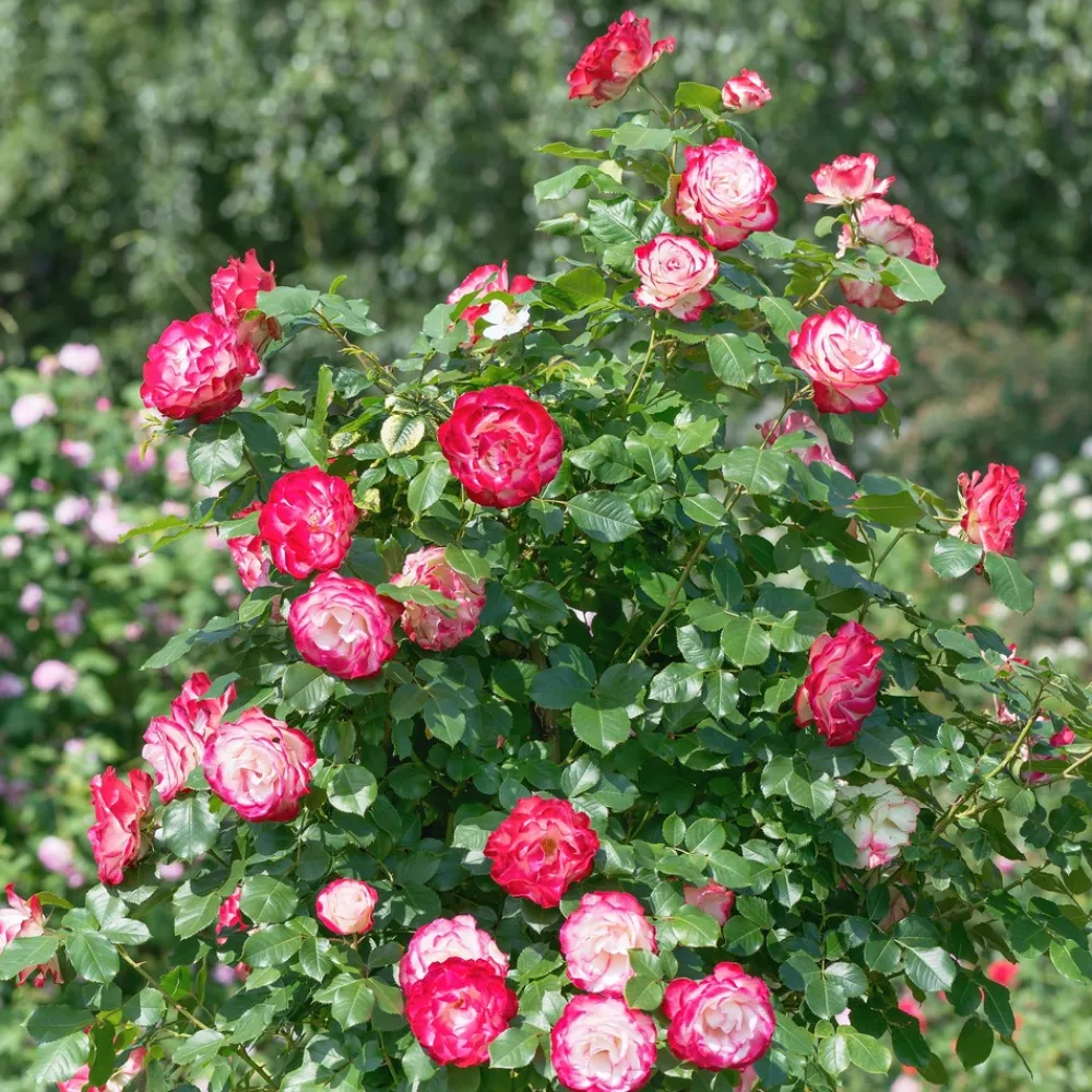 Willemse France - Rosier buisson double delight - la pièce en racine nue / 3+ branches, vendu par lot de 2 New