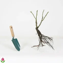 Willemse France - Rosier buisson double delight - la pièce en racine nue / 3+ branches, vendu par lot de 2 New