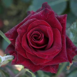 Willemse France - Rosier buisson black baccara ® meidebenne - la pièce en racine nue / 3+ branches, vendu par lot de 2 Online