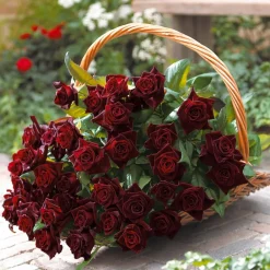 Willemse France - Rosier buisson black baccara ® meidebenne - la pièce en racine nue / 3+ branches, vendu par lot de 2 Online