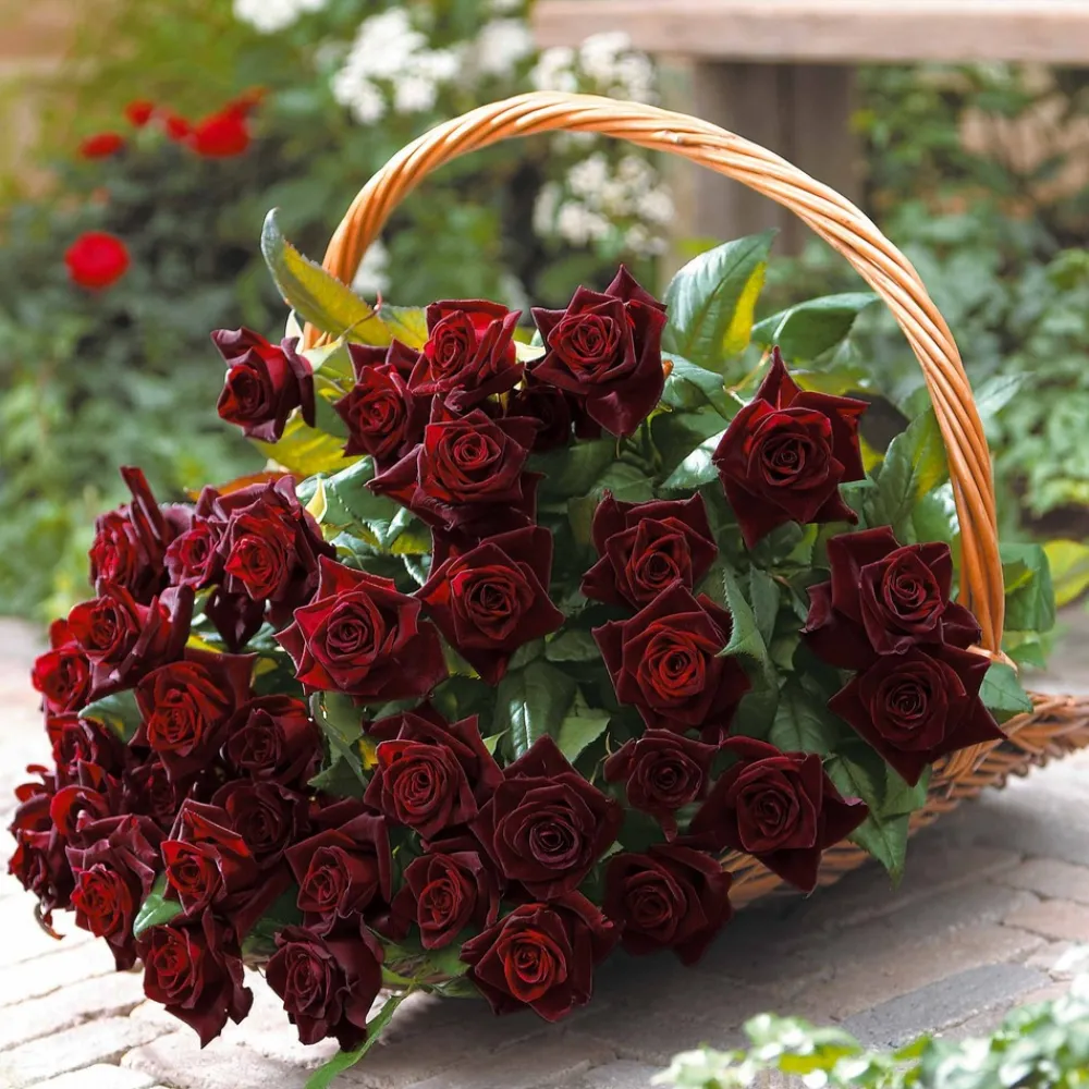 Willemse France - Rosier buisson black baccara ® meidebenne - la pièce en racine nue / 3+ branches, vendu par lot de 2 Online