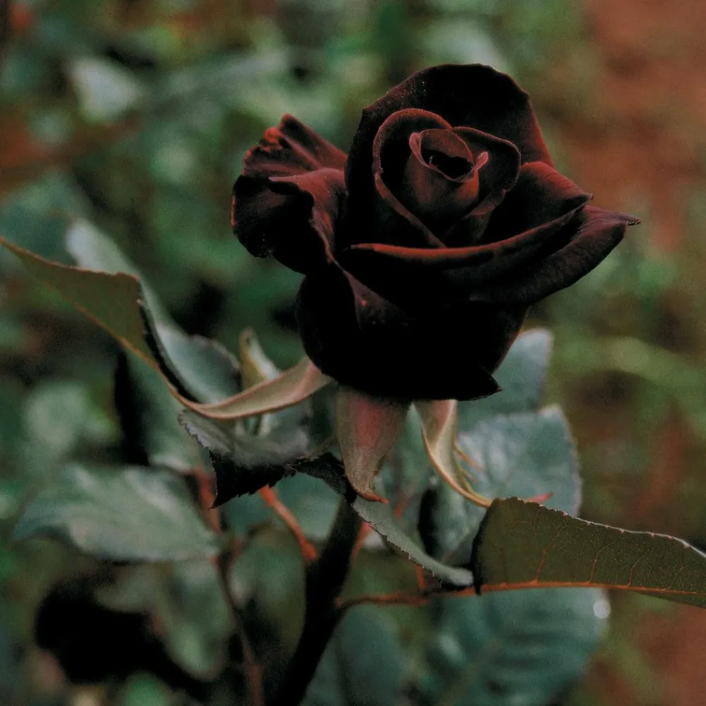 Willemse France - Rosier buisson black baccara ® meidebenne - la pièce en racine nue / 3+ branches, vendu par lot de 2 Online