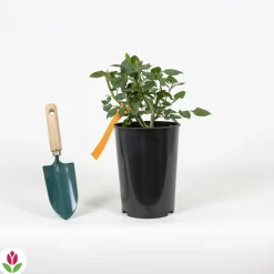 Willemse France - Rosier buisson black baccara ® meidebenne - la pièce en racine nue / 3+ branches, vendu par lot de 2 Online