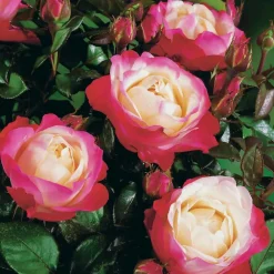 Willemse France - Rosier buisson nostalgie ® - la pièce en racine nue / 3+ branches, vendu par lot de 2 Discount