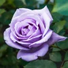 Willemse France - Rosier buisson violet - la pièce en racine nue / 2+ branches, vendu par lot de 6 Online