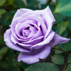 Willemse France - Rosier buisson violet - la pièce en racine nue / 2+ branches, vendu par lot de 6 Online