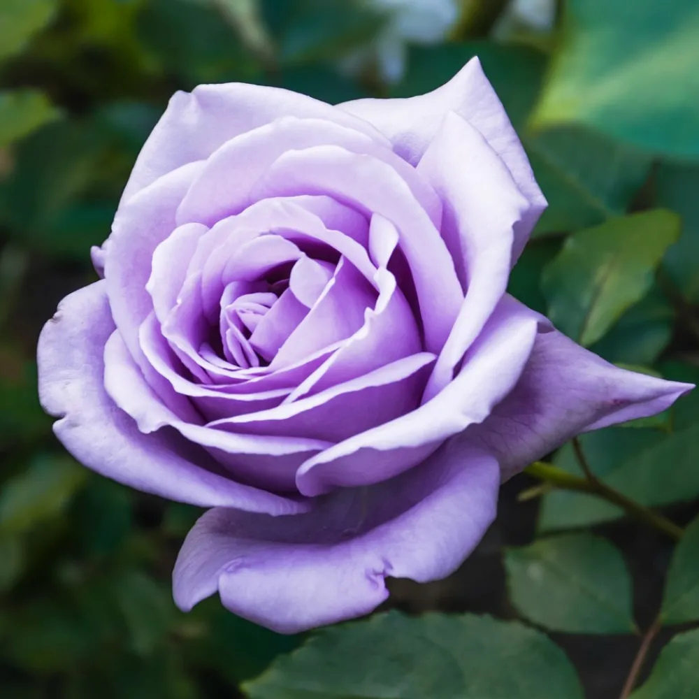 Willemse France - Rosier buisson violet - la pièce en racine nue / 2+ branches, vendu par lot de 6 Online