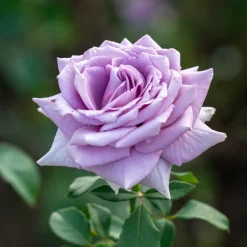 Willemse France - Rosier buisson violet - la pièce en racine nue / 2+ branches, vendu par lot de 6 Online