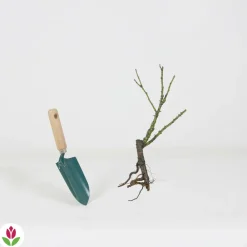 Willemse France - Rosier buisson violet - la pièce en racine nue / 2+ branches, vendu par lot de 6 Online