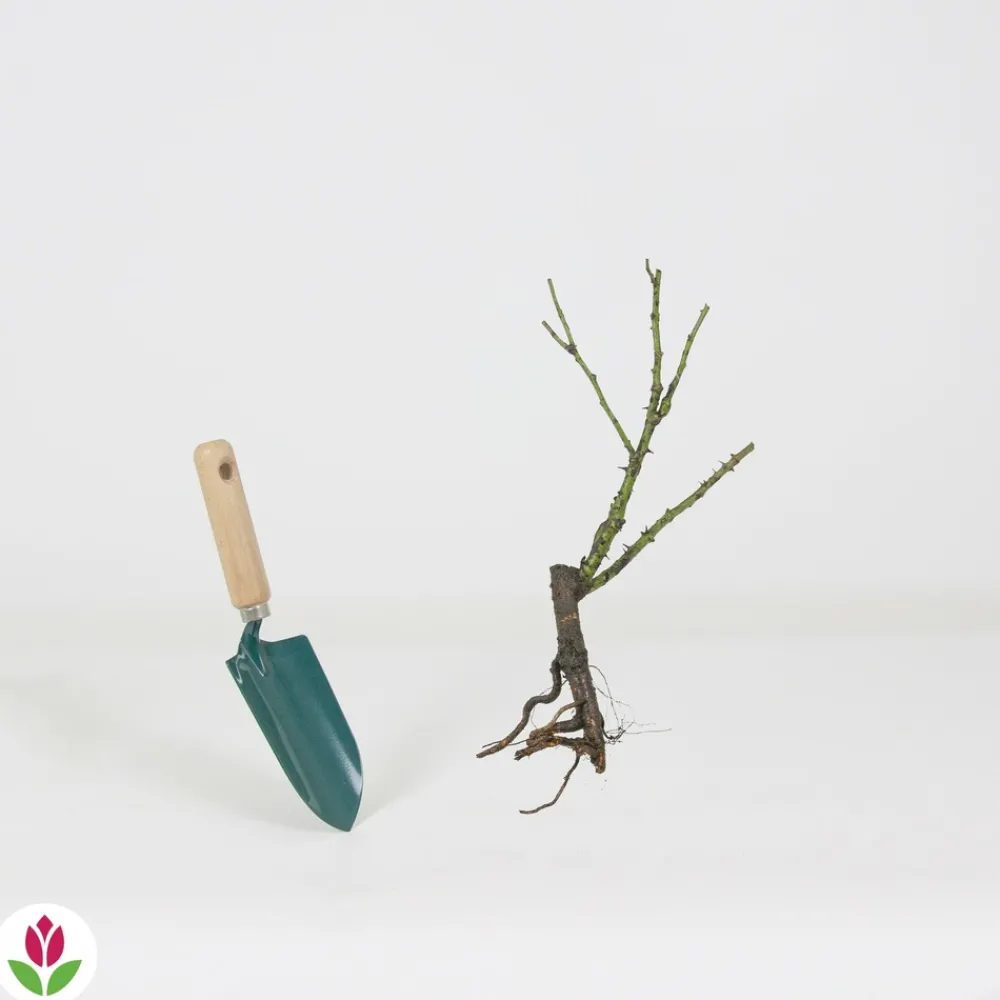 Willemse France - Rosier buisson violet - la pièce en racine nue / 2+ branches, vendu par lot de 6 Online