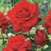 Willemse France - Rosier buisson la magie du parfum - duftzauber 84 - la motte / 3+ branches, vendu par lot de 2 Sale