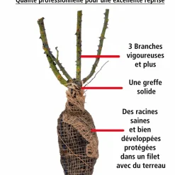 Willemse France - Rosier buisson la magie du parfum - duftzauber 84 - la motte / 3+ branches, vendu par lot de 2 Sale