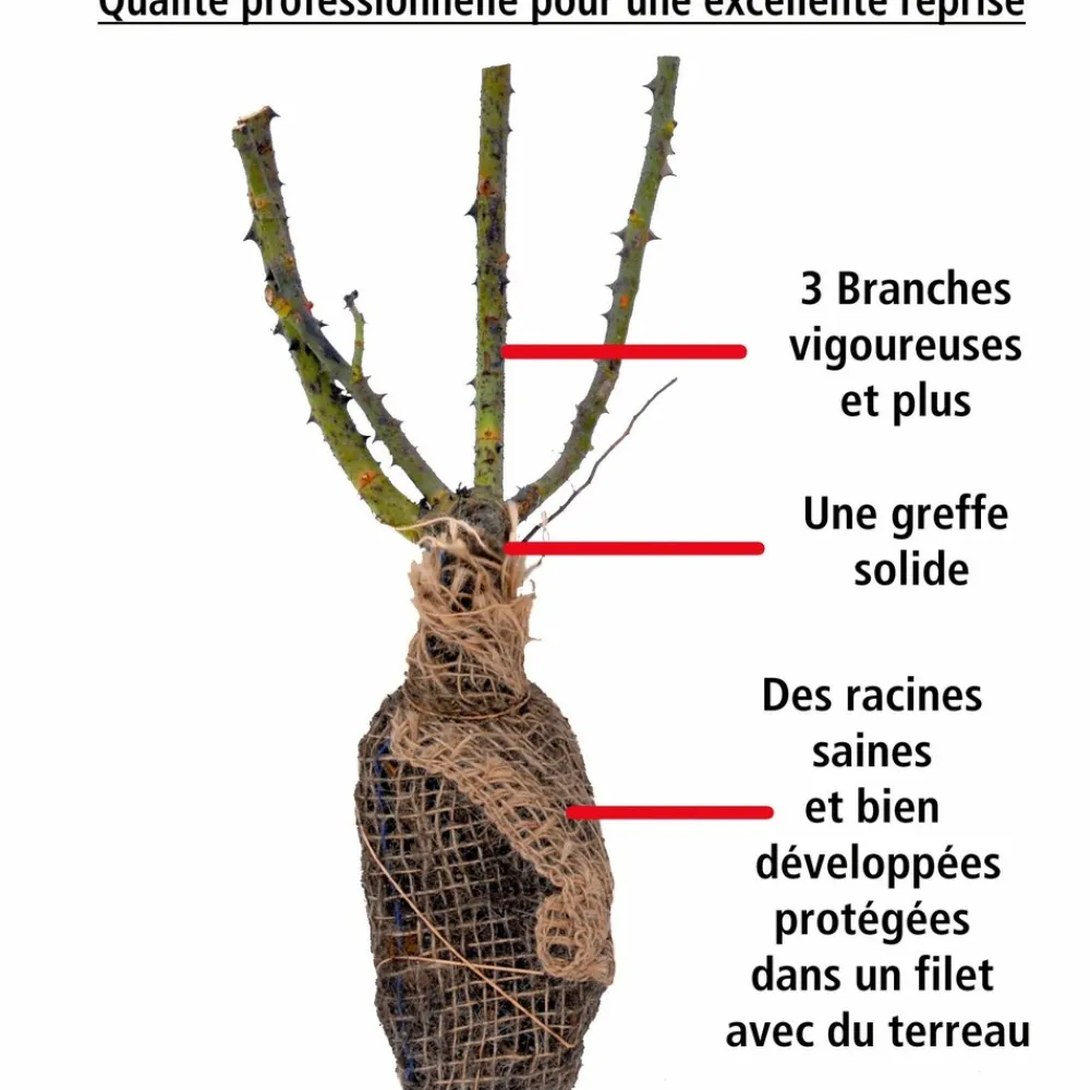 Willemse France - Rosier buisson la magie du parfum - duftzauber 84 - la motte / 3+ branches, vendu par lot de 2 Sale