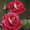 Willemse France - Rosier buisson famosa - la pièce en racine nue / 3+ branches Discount